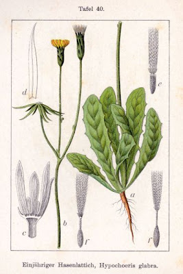 Hierba del halc�n