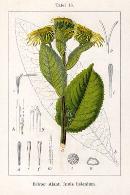 Echter Alant