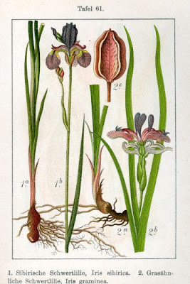 Iris sibirica L.
