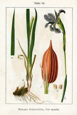 Iris spuria L.