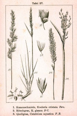 Koeleria glauca,
Glaucous Hair Grass