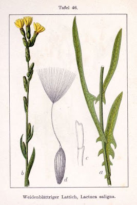 Lactuca saligna,
Lattuga salcigna,
Willow Leaf Lettuce,
willow-leaf lettuce,
willowleaf lettuce