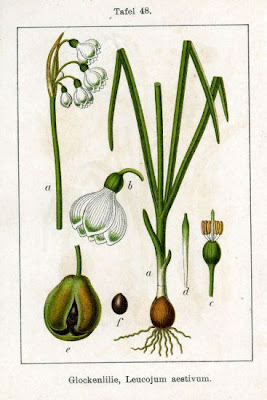 Leucojum aestivum L.