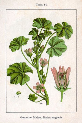 Dwarf mallow