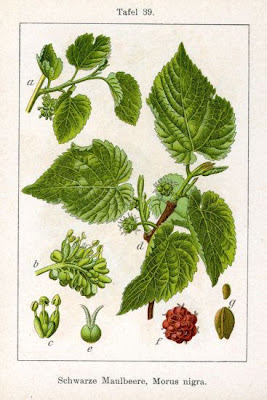 Common Mulberry Common Mulberry