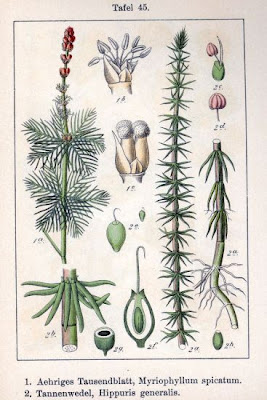 Myriophylle en epi
