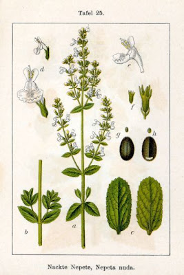 Gattaia glabra
