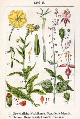 Enagra comune