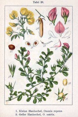 Arrète-boeuf Arrète-boeuf