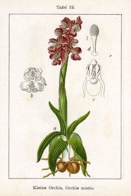Green-winged orchid Green-winged orchid