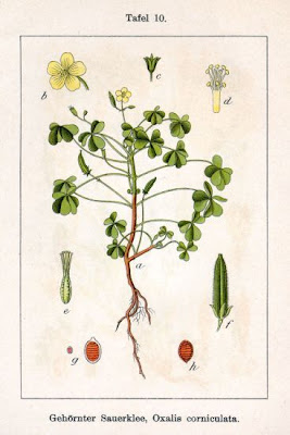 Oxalis cornicul�e