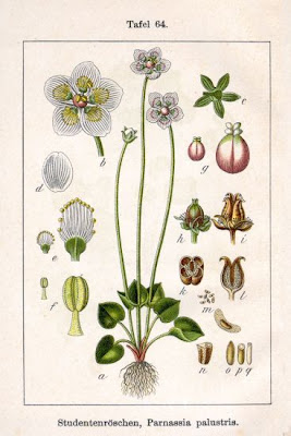 Alaska grass of Parnassus Alaska grass of Parnassus