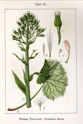 Farfaraccio bianco