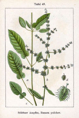 Acedera Acedera