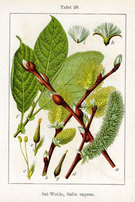 Goat willow Goat willow