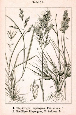 Grama cebollera