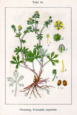 Argentea Argentea