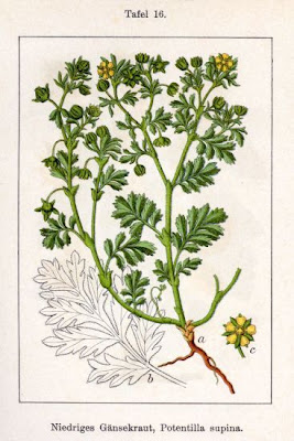 Cinquefoglia sdraiata