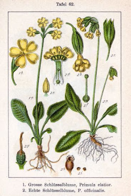 Cowslip Cowslip