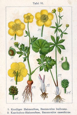 Ranunculus cassubicus,
Ranuncolo polacco