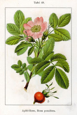 Apfel-Rose Apfel-Rose