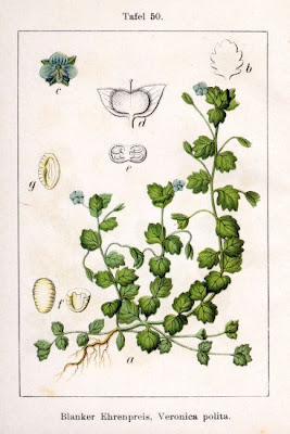 Veronica lucida