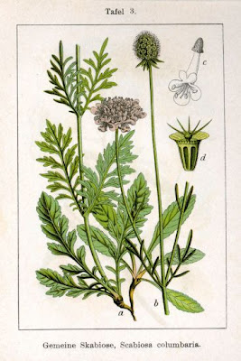Colombaire Colombaire