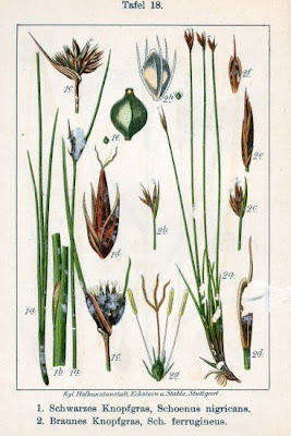 Black bog-rush Black bog-rush