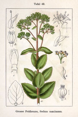 Borracina massima Borracina massima