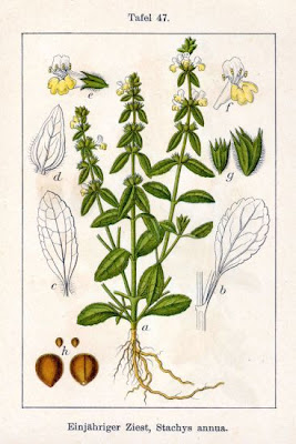 Stachys annua (L.) L.