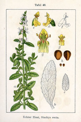 Stachys recta L.