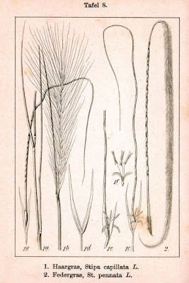 Lino delle fate capillare
