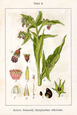 Echter beinwell