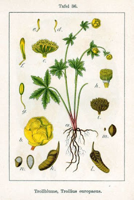 Trollius europaeus L.