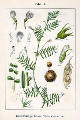 Einbl�tige Wicke