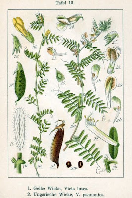 Hungarian vetch Hungarian vetch