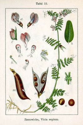 Bush vetch