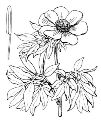 Paeonia mascula subsp. mascula