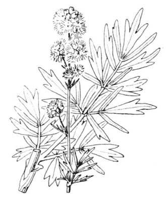 Thalictrum simplex L.