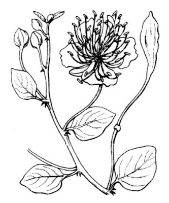 Caper Plant Caper Plant