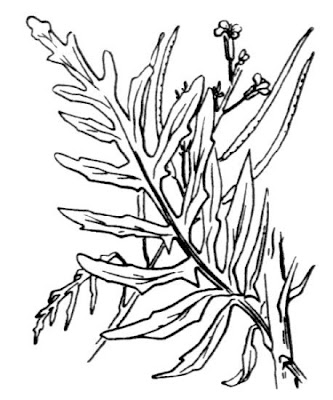 Tall hedge-mustard