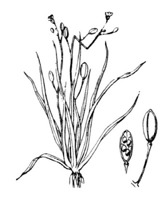 Awlwort