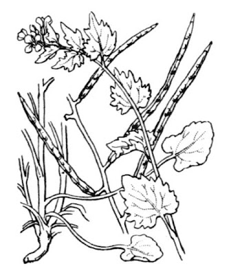 Garlic-mustard