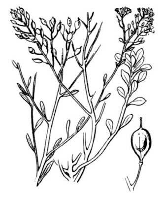 Alisso di Corsica