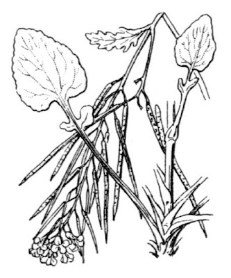 Erba di S.Barbara di Sardegna