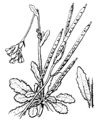 Bristol Rock Cress