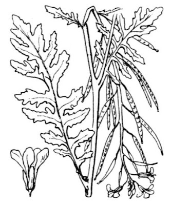 Common dogmustard Common dogmustard