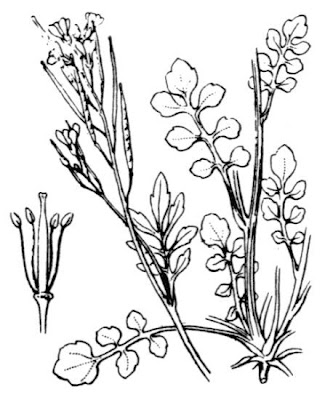 Crescione primaticcio Crescione primaticcio