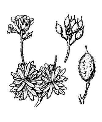 Draba loiseleurii,
Draba di Loiseleur