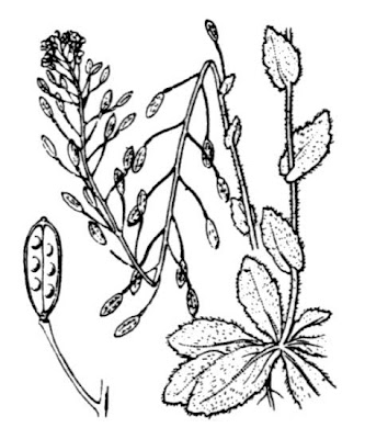 Draba muralis,
Draba murale,
Wall Whitlowgrass